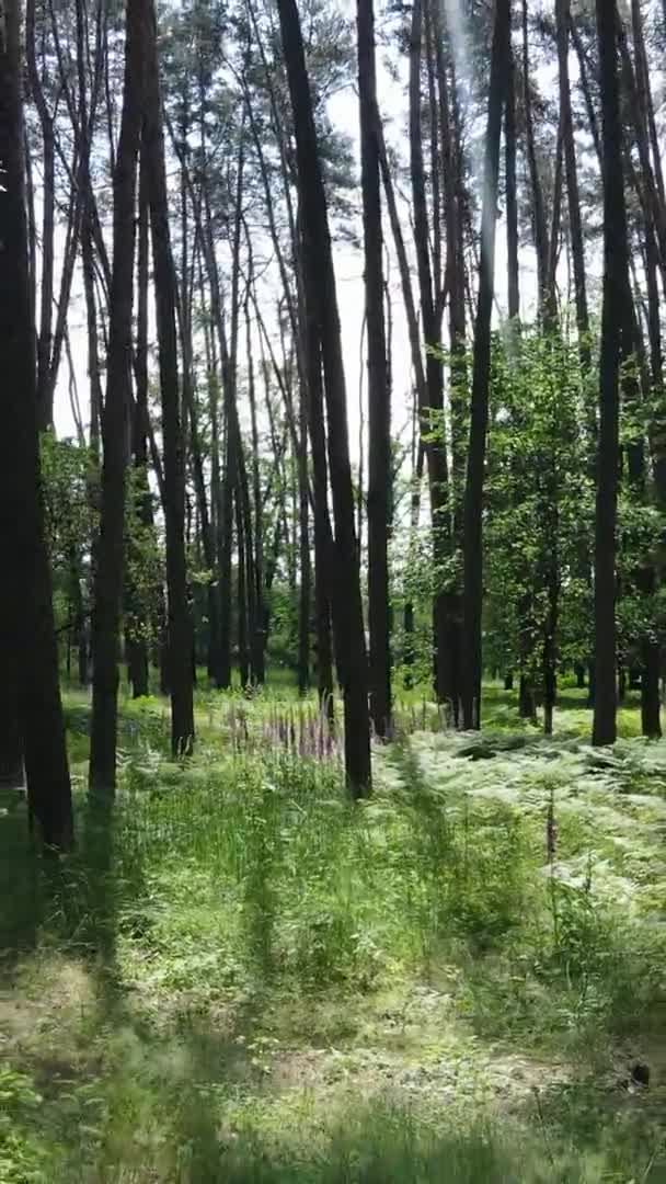 Vertical video of forest landscape in summer, slow motion — Stock Video