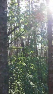 Yaz aylarında orman manzarasının dikey videosu, yavaş çekim