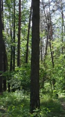 Yaz aylarında orman manzarasının dikey videosu, yavaş çekim