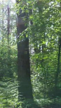 Yaz aylarında orman manzarasının dikey videosu, yavaş çekim