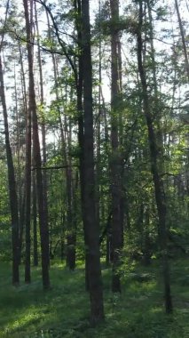 Yaz aylarında orman manzarasının dikey videosu, yavaş çekim