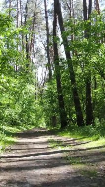 Yaz aylarında orman manzarasının dikey videosu, yavaş çekim