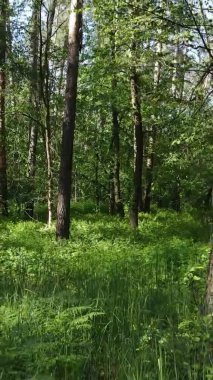 Yaz aylarında orman manzarasının dikey videosu, yavaş çekim