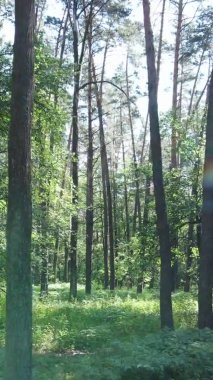 Yaz aylarında orman manzarasının dikey videosu, yavaş çekim