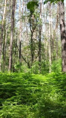 Yaz aylarında orman manzarasının dikey videosu, yavaş çekim