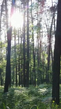 Yaz aylarında orman manzarasının dikey videosu, yavaş çekim