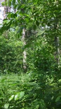 Yaz aylarında orman manzarasının dikey videosu, yavaş çekim