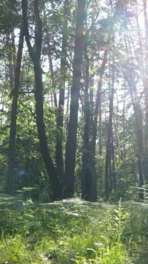 Yaz aylarında orman manzarasının dikey videosu, yavaş çekim