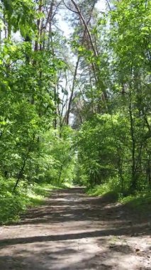 Yaz aylarında orman manzarasının dikey videosu, yavaş çekim