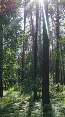 Yaz aylarında orman manzarasının dikey videosu, yavaş çekim