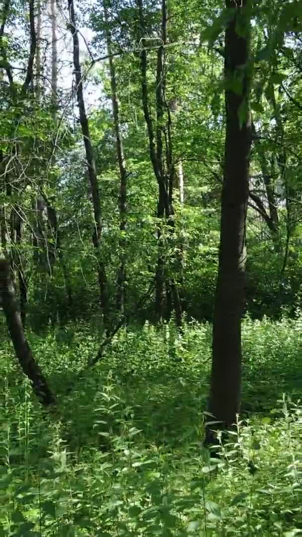 Вертикальне відео лісового пейзажу влітку, повільний рух — стокове відео