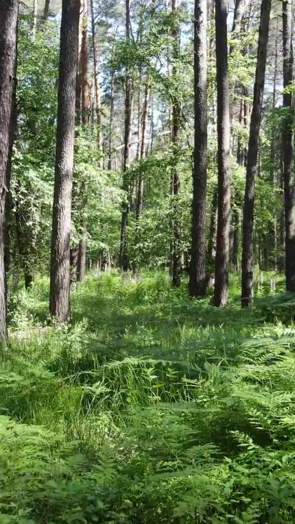 Vídeo vertical da paisagem florestal no verão, câmera lenta — Vídeo de Stock