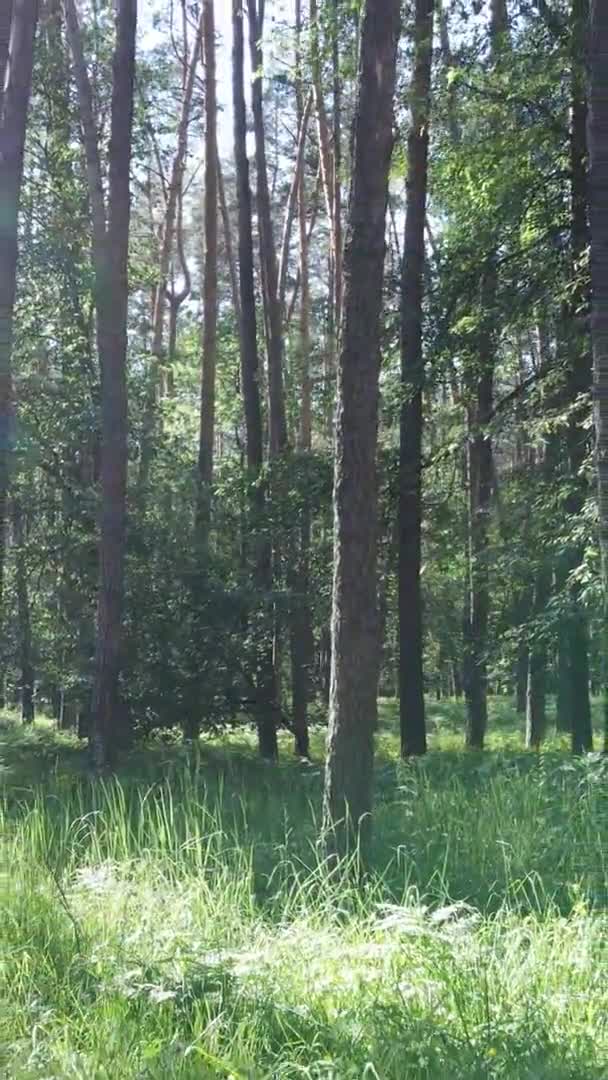 Vertikales Video der Waldlandschaft im Sommer, Zeitlupe — Stockvideo