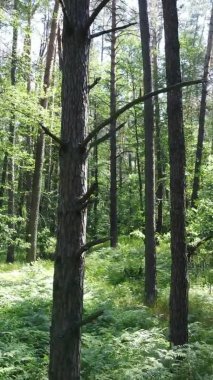 Yaz aylarında orman manzarasının dikey videosu, yavaş çekim