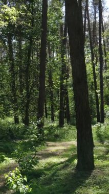 Yaz aylarında orman manzarasının dikey videosu, yavaş çekim