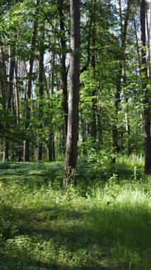 Yaz aylarında orman manzarasının dikey videosu, yavaş çekim