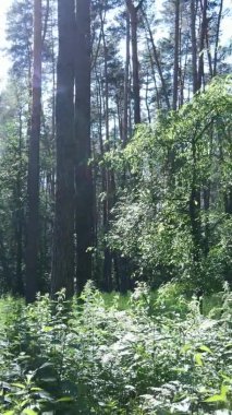 Yaz aylarında orman manzarasının dikey videosu, yavaş çekim