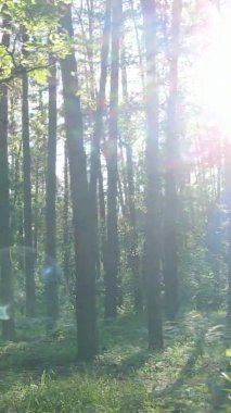 Yaz aylarında orman manzarasının dikey videosu, yavaş çekim