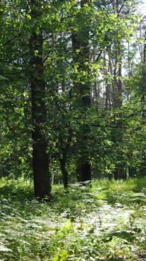 Yaz aylarında orman manzarasının dikey videosu, yavaş çekim