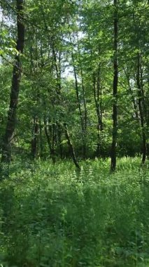 Yaz aylarında orman manzarasının dikey videosu, yavaş çekim