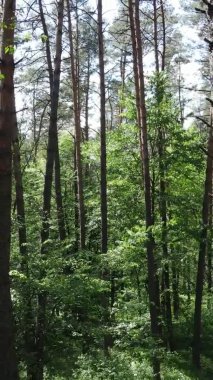 Yaz aylarında orman manzarasının dikey videosu, yavaş çekim