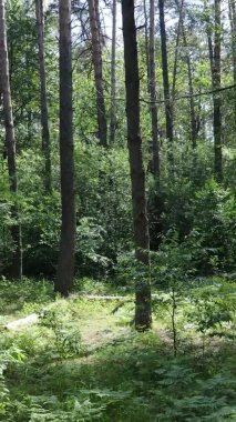 Yaz aylarında orman manzarasının dikey videosu, yavaş çekim