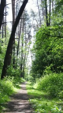 Yaz aylarında orman manzarasının dikey videosu, yavaş çekim