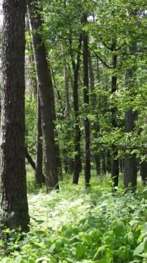 Yaz aylarında orman manzarasının dikey videosu, yavaş çekim