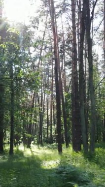 Yaz aylarında orman manzarasının dikey videosu, yavaş çekim