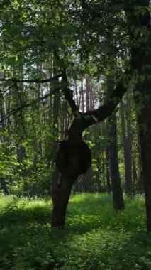 Yaz aylarında orman manzarasının dikey videosu, yavaş çekim