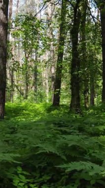 Yaz aylarında orman manzarasının dikey videosu, yavaş çekim