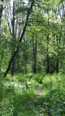 Yaz aylarında orman manzarasının dikey videosu, yavaş çekim