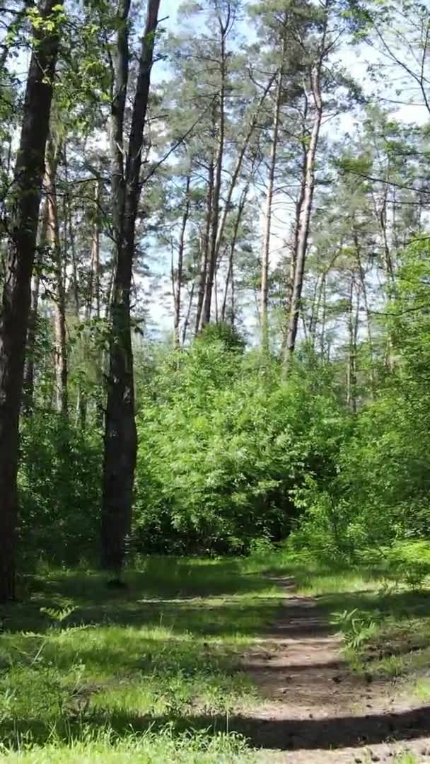 Vertikales Video der Waldlandschaft im Sommer, Zeitlupe — Stockvideo