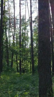 Yaz aylarında orman manzarasının dikey videosu, yavaş çekim