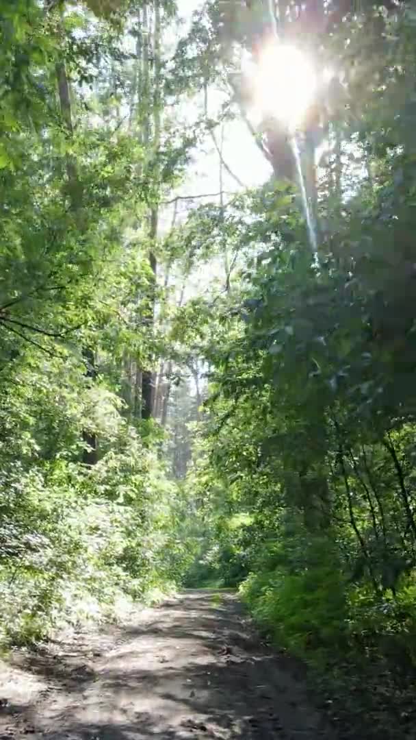 Vertikal video av skogslandskapet på sommaren, slow motion — Stockvideo