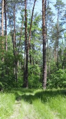 Yaz aylarında orman manzarasının dikey videosu, yavaş çekim