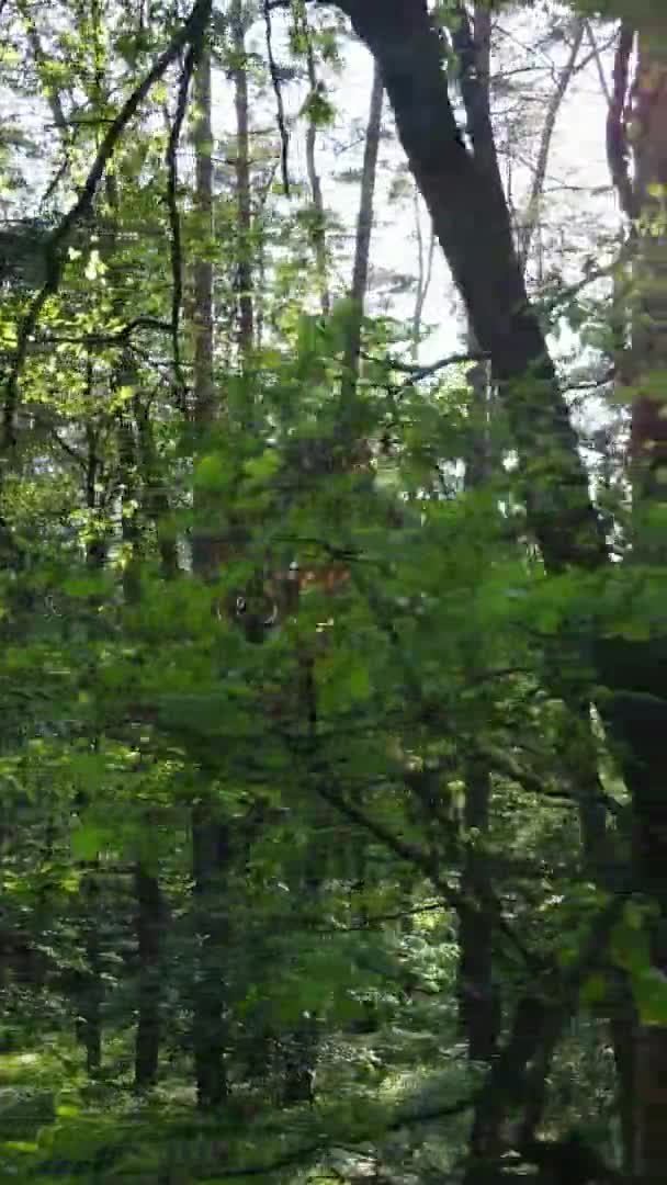 Vertikální video lesní krajiny v létě, zpomalení — Stock video