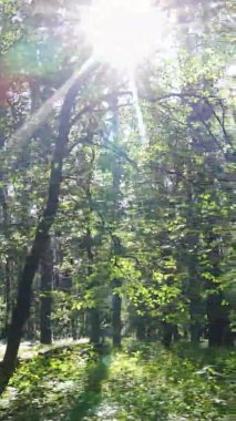 Yaz aylarında orman manzarasının dikey videosu, yavaş çekim