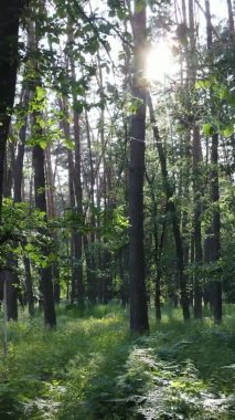 Yaz aylarında orman manzarasının dikey videosu, yavaş çekim