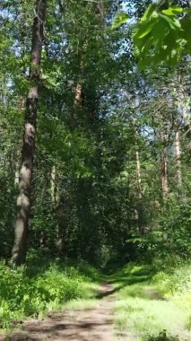 Yaz aylarında orman manzarasının dikey videosu, yavaş çekim