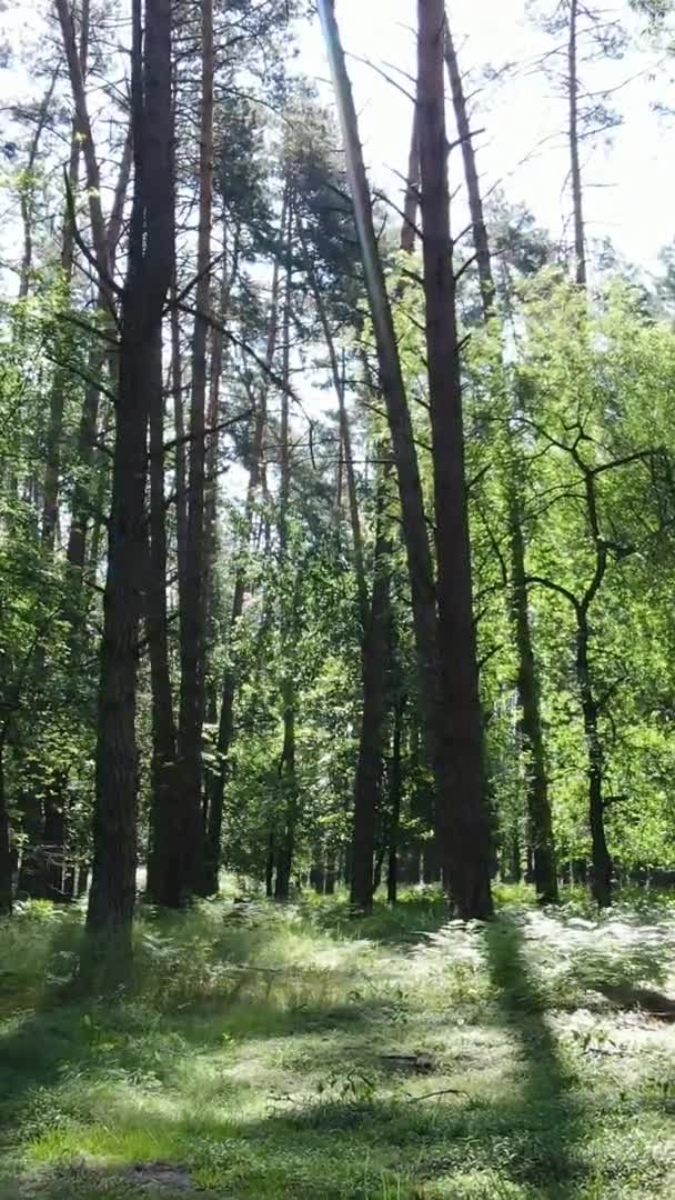 Vídeo vertical da paisagem florestal no verão, câmera lenta — Vídeo de Stock