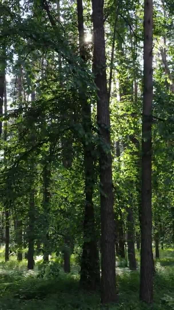 Vertikální video lesní krajiny v létě, zpomalení — Stock video
