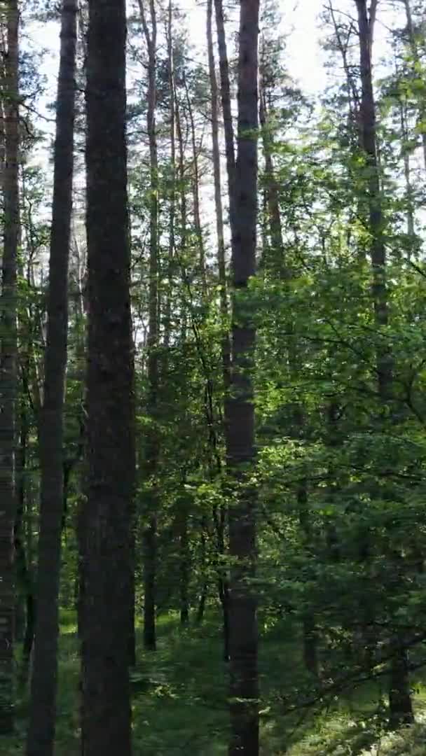 Vertical video of forest landscape in summer, slow motion — Stock Video