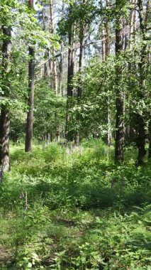 Yaz aylarında orman manzarasının dikey videosu, yavaş çekim