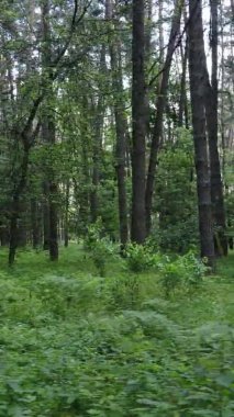 Yaz aylarında orman manzarasının dikey videosu, yavaş çekim