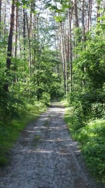 Yaz aylarında orman manzarasının dikey videosu, yavaş çekim