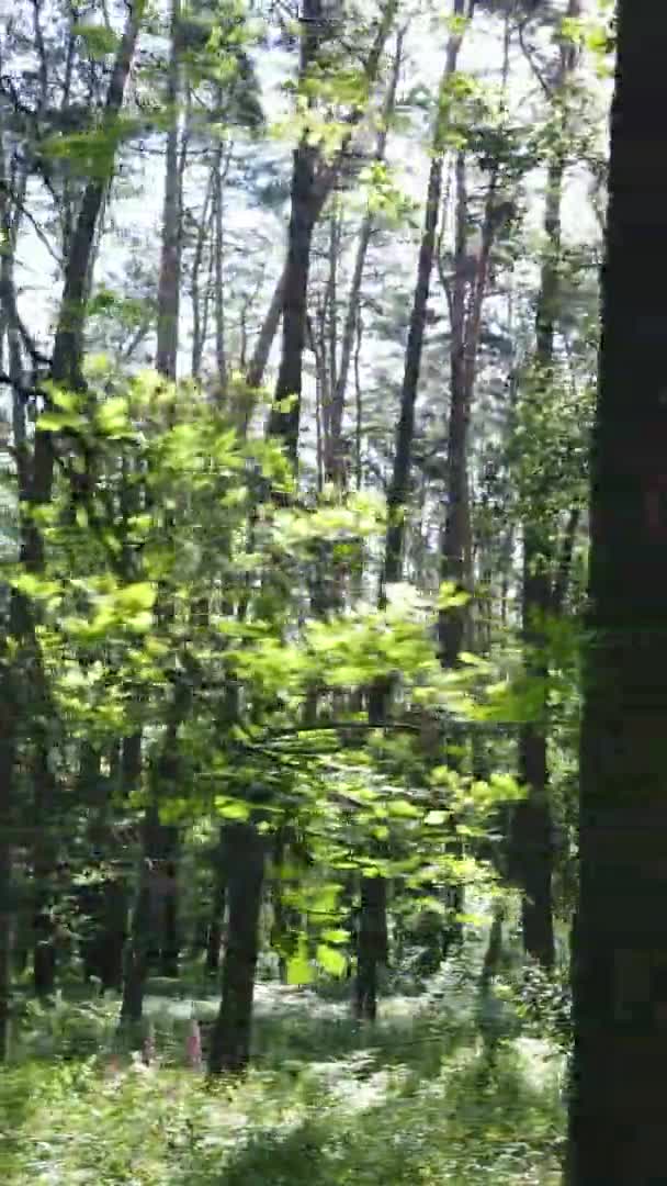 Vídeo vertical del paisaje forestal en verano, cámara lenta — Vídeo de stock