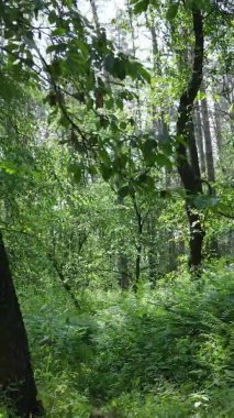 Yaz aylarında orman manzarasının dikey videosu, yavaş çekim