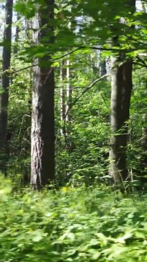 Yaz aylarında orman manzarasının dikey videosu, yavaş çekim