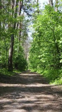 Yaz aylarında orman manzarasının dikey videosu, yavaş çekim